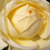 Žltá - Záhonová ruža - floribunda - Lemon™